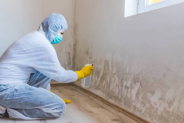 Licensed Mold Removal service in Spring Hope, NC - WQB Mold Removal