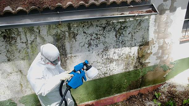 Top rated local Mold Removal specialists in Spring Hope, NC
